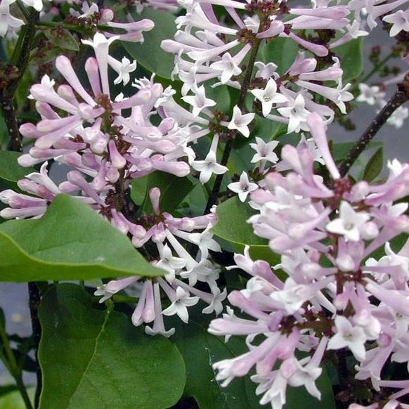 Syringa Dwarf Korean Lilac 'Miss Kim' (Bare Root) 18"-24"