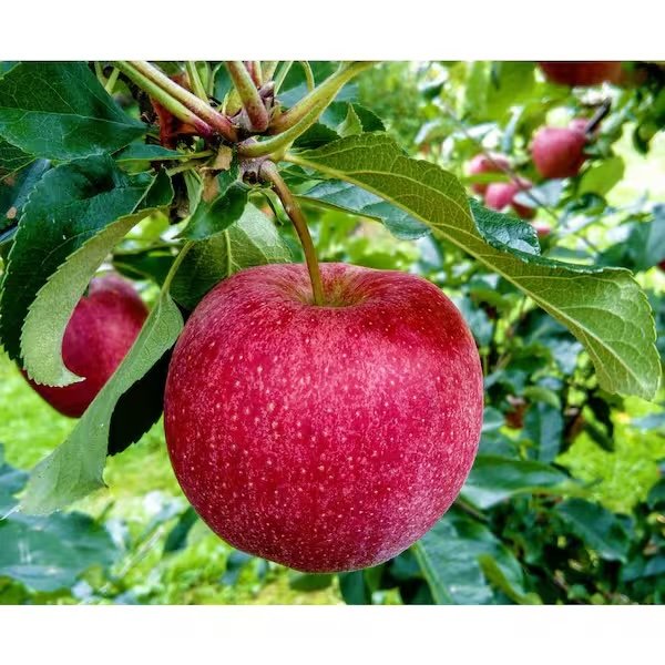 Semi-Dwarf, Winesap Apple (Bare Root) 1" + Size