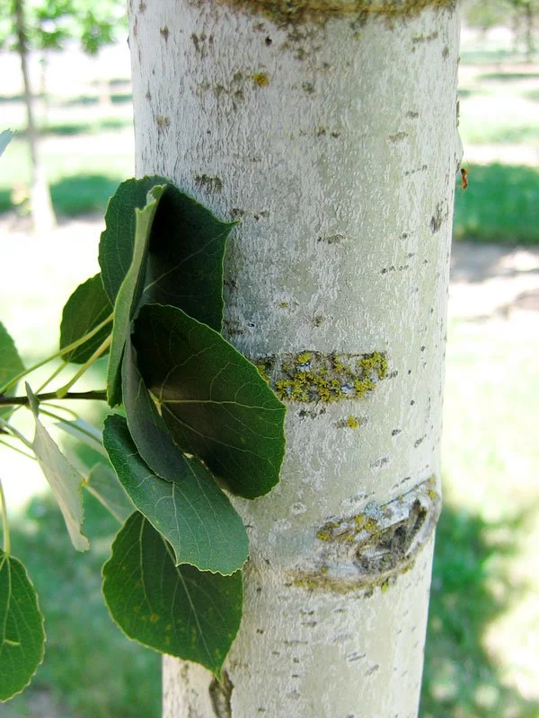 populus-mountainsentinel-web-04.jpg (Copy)