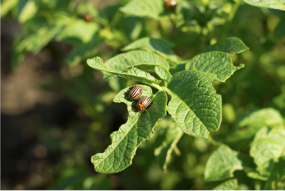 Pest Management Class, June 25 11am-12pm