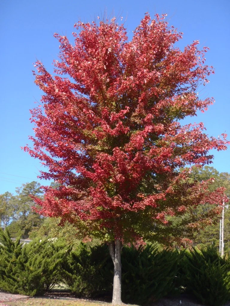 Acer_x_freemanii_Aut_wEC48LkB06OK.jpe