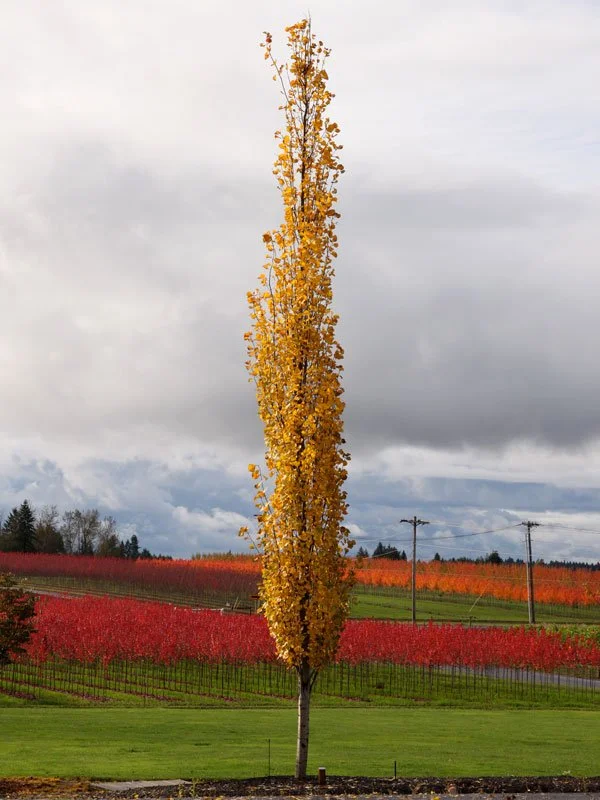 populus-mountainsentinel-web-02.jpg (Copy)