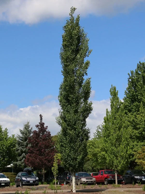 Mountain Sentinel® Quaking Aspen (Populus tremuloides ‘JFS-Column’) — 5FT