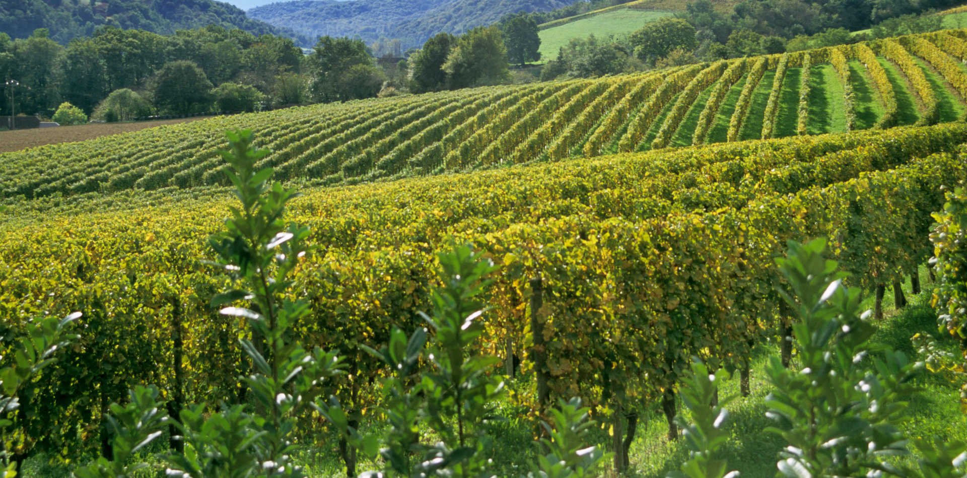 winery-generic-1.jpg