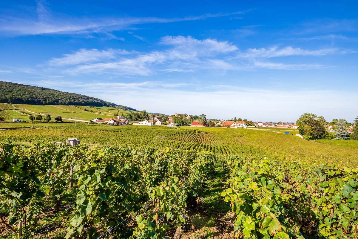 domaine-gerard-seguin-17.jpg