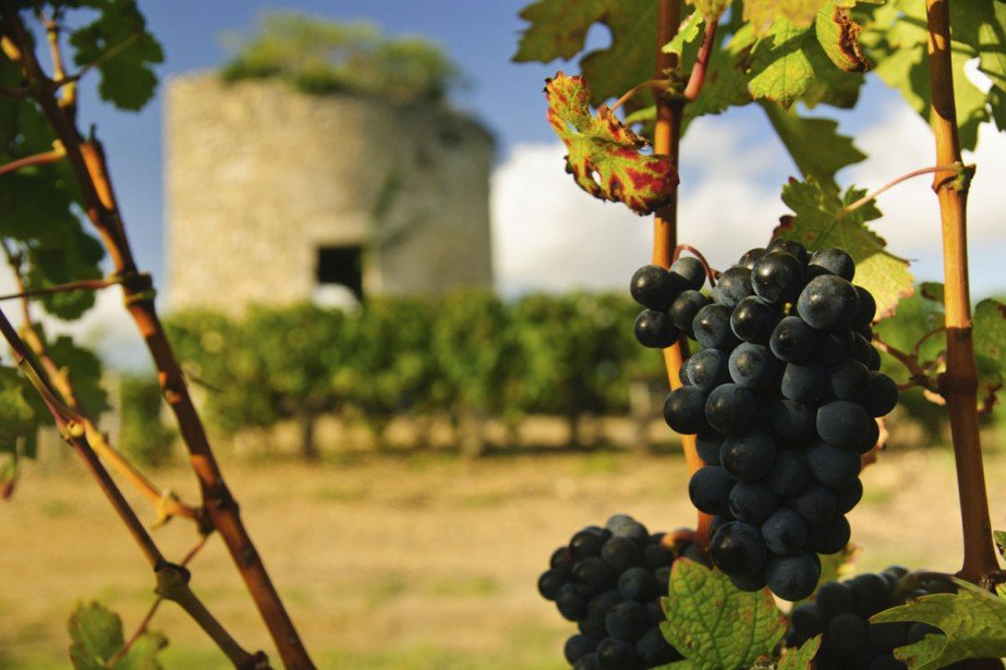 1045992-crus-bourgeois-viennent-medoc-region.jpg