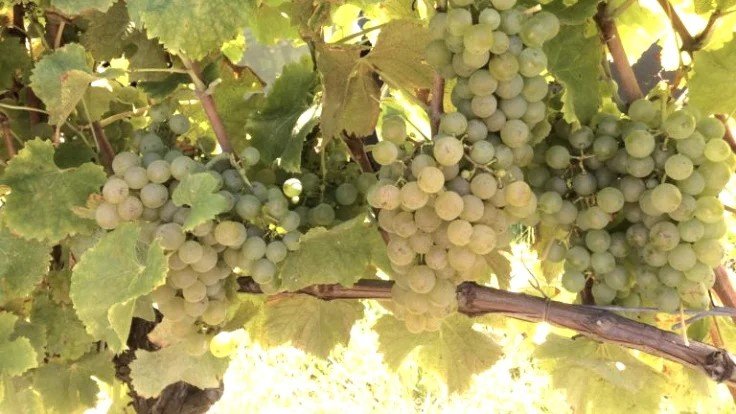 semillon-446-1-2.jpg