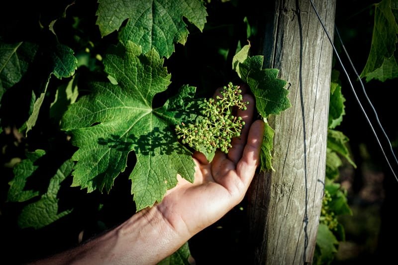 vignes_04.jpg