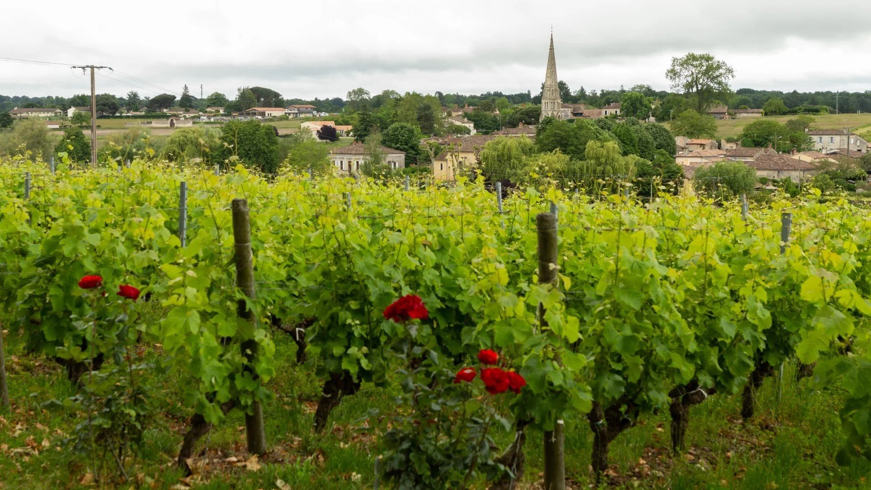 sauvignon-blanc-semillon_64fe401c8b5d8-434-1-2.jpg