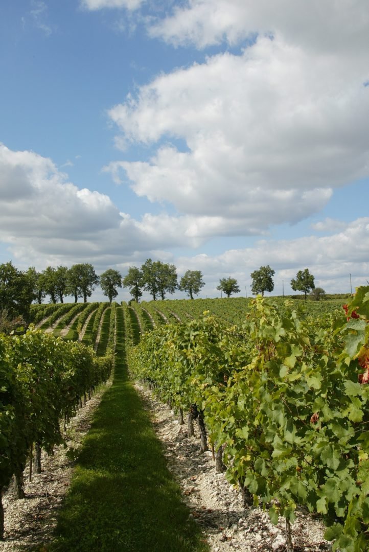 vins-de-gaillac-804804-14117149-722x1080.jpg
