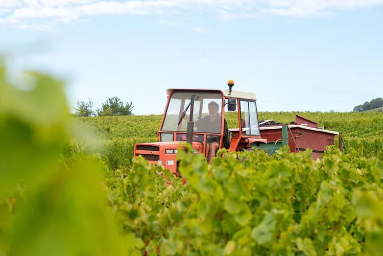 Vendanges-domaine-Sancy-5.webp