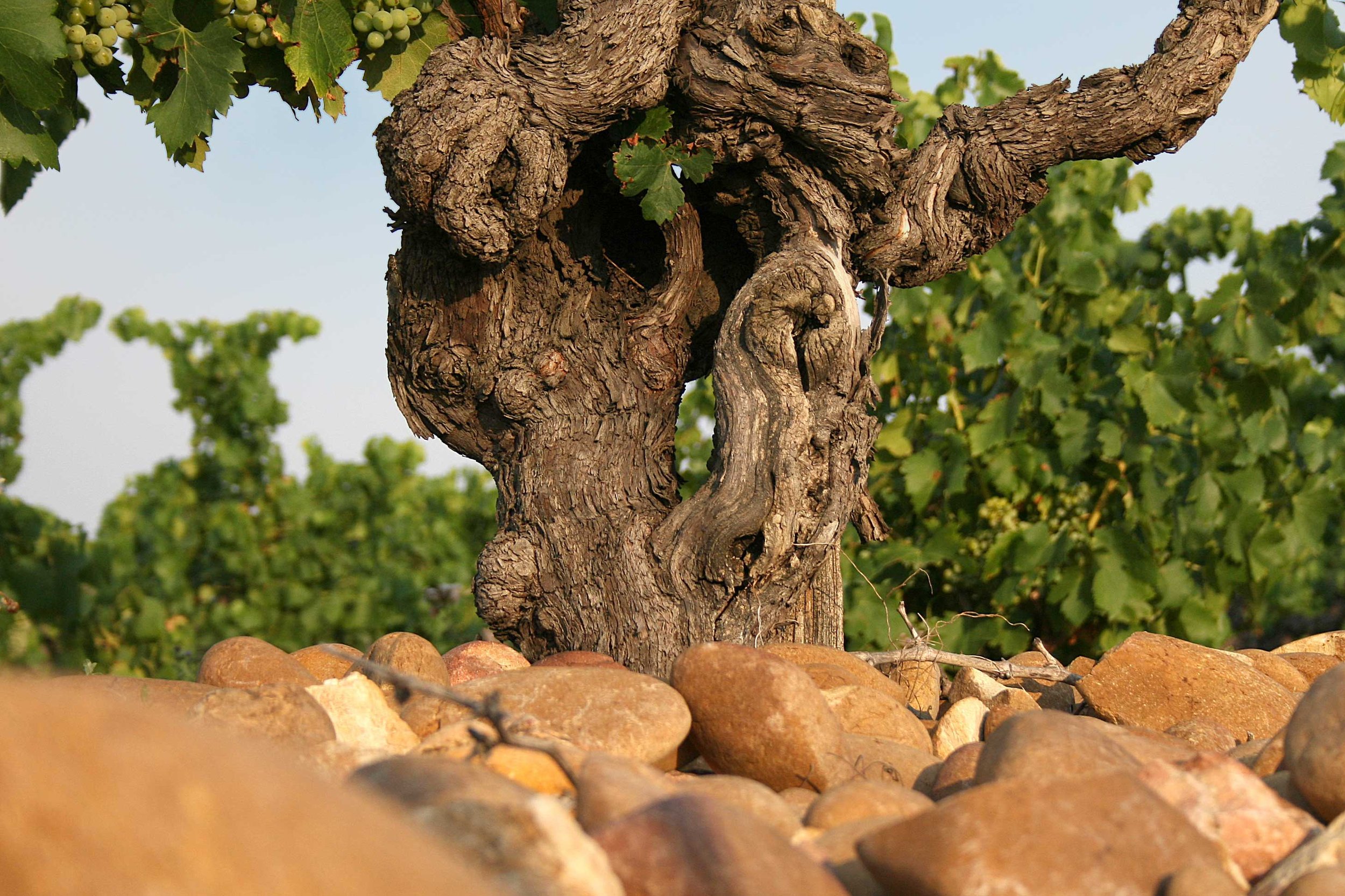 pied-de-vigne-or-01.jpg