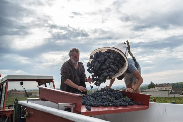 Vendanges-domaine-Sancy-19.webp
