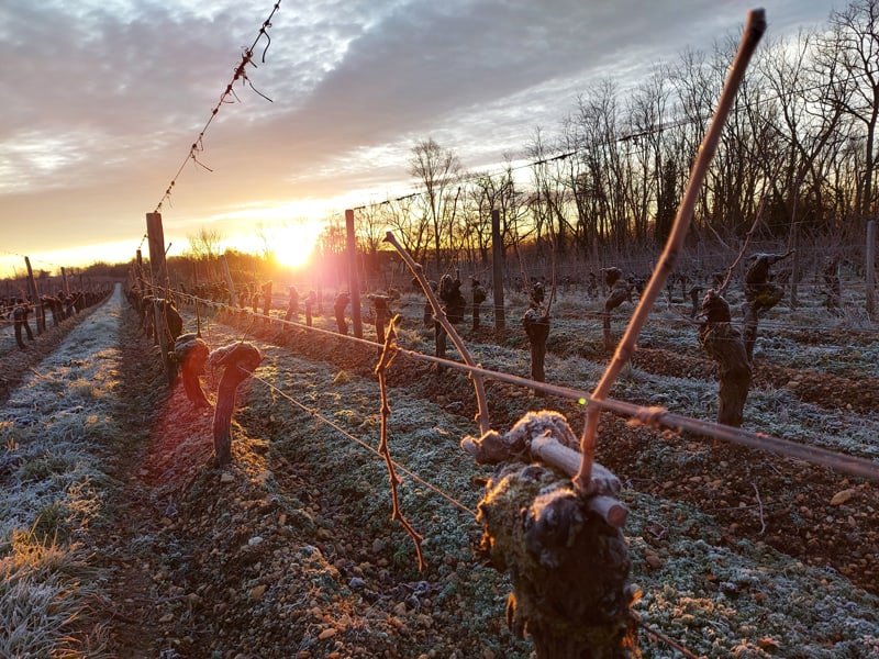 Vignes_02.jpg
