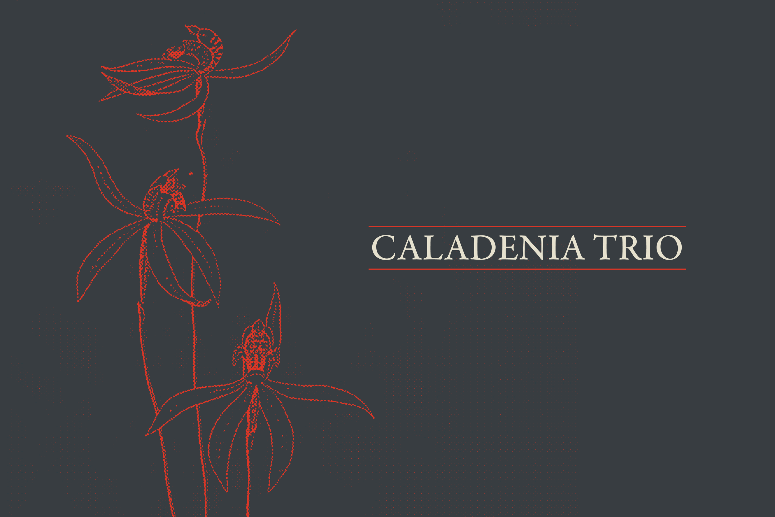 Caladenia Trio