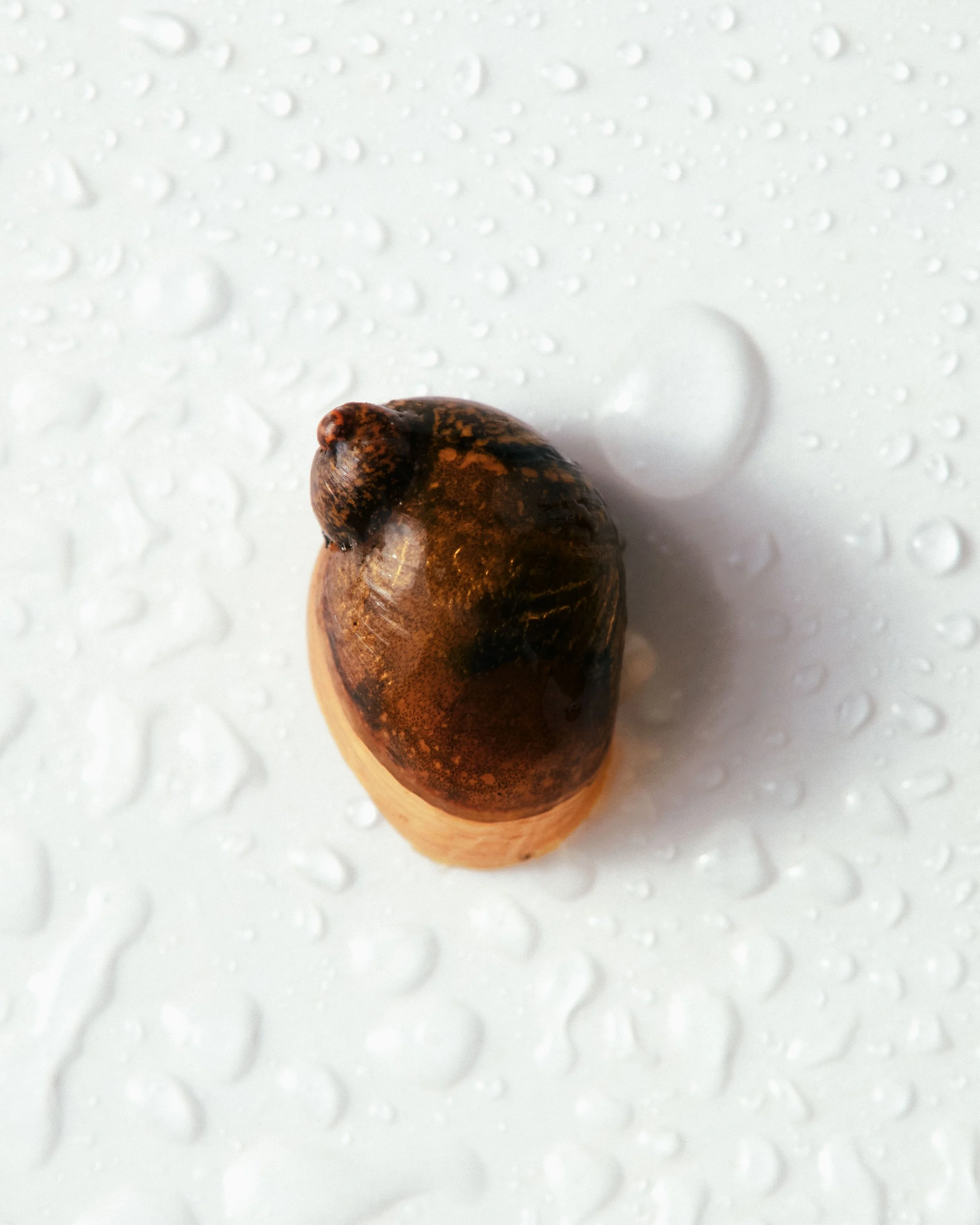 terry-the-snail_033126_3822_VOG_final.jpg