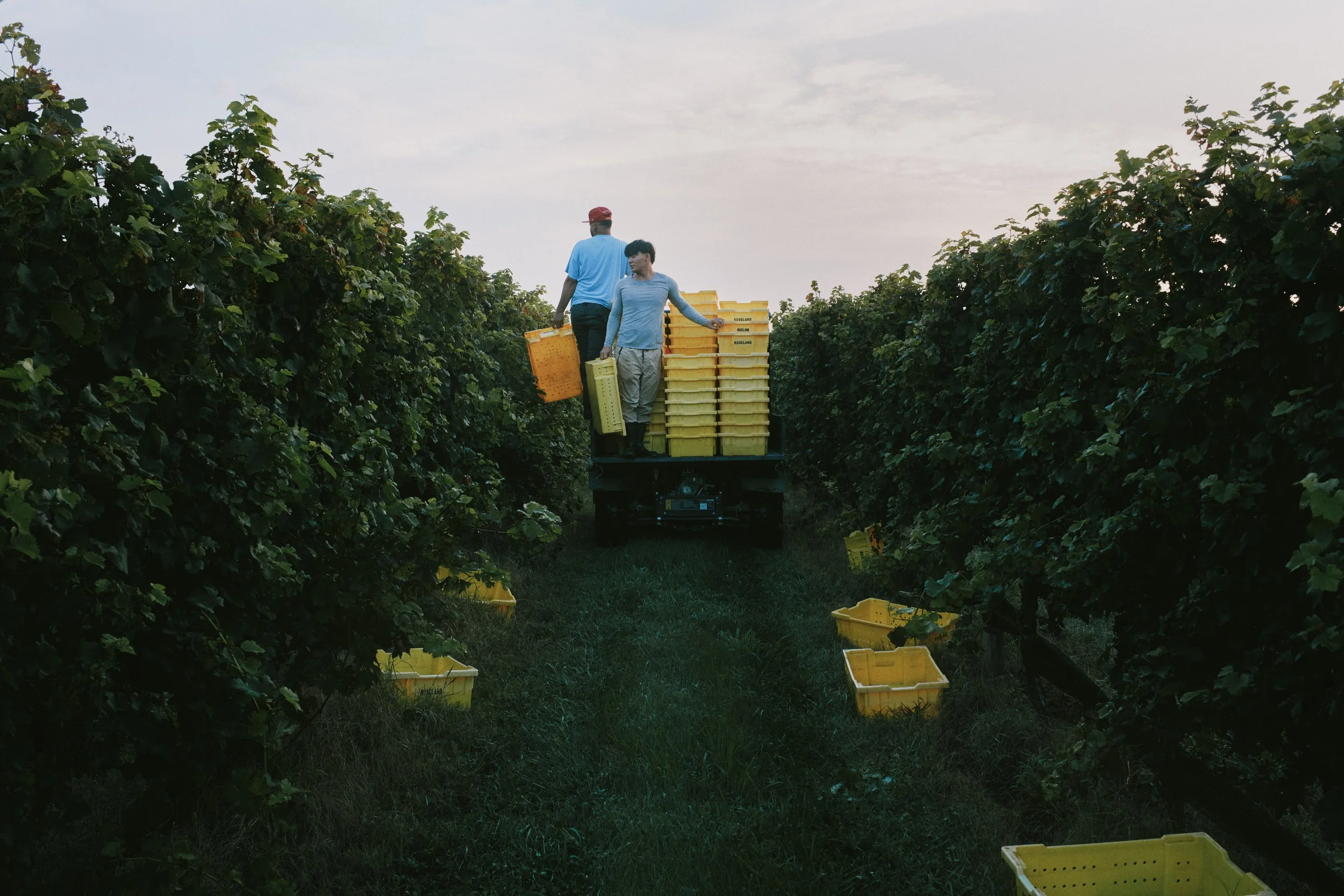 ba1125-king-family-vineyards-acam_081725_Y3A3006_VOG_final.jpg