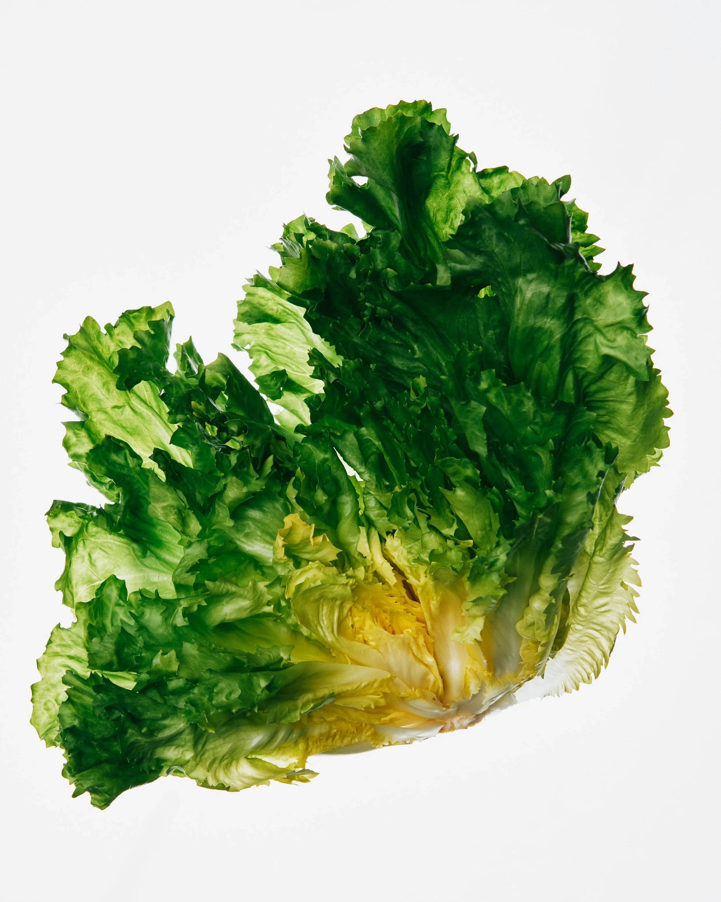 escarole_INSET_010826_14077_VOG_final.jpg