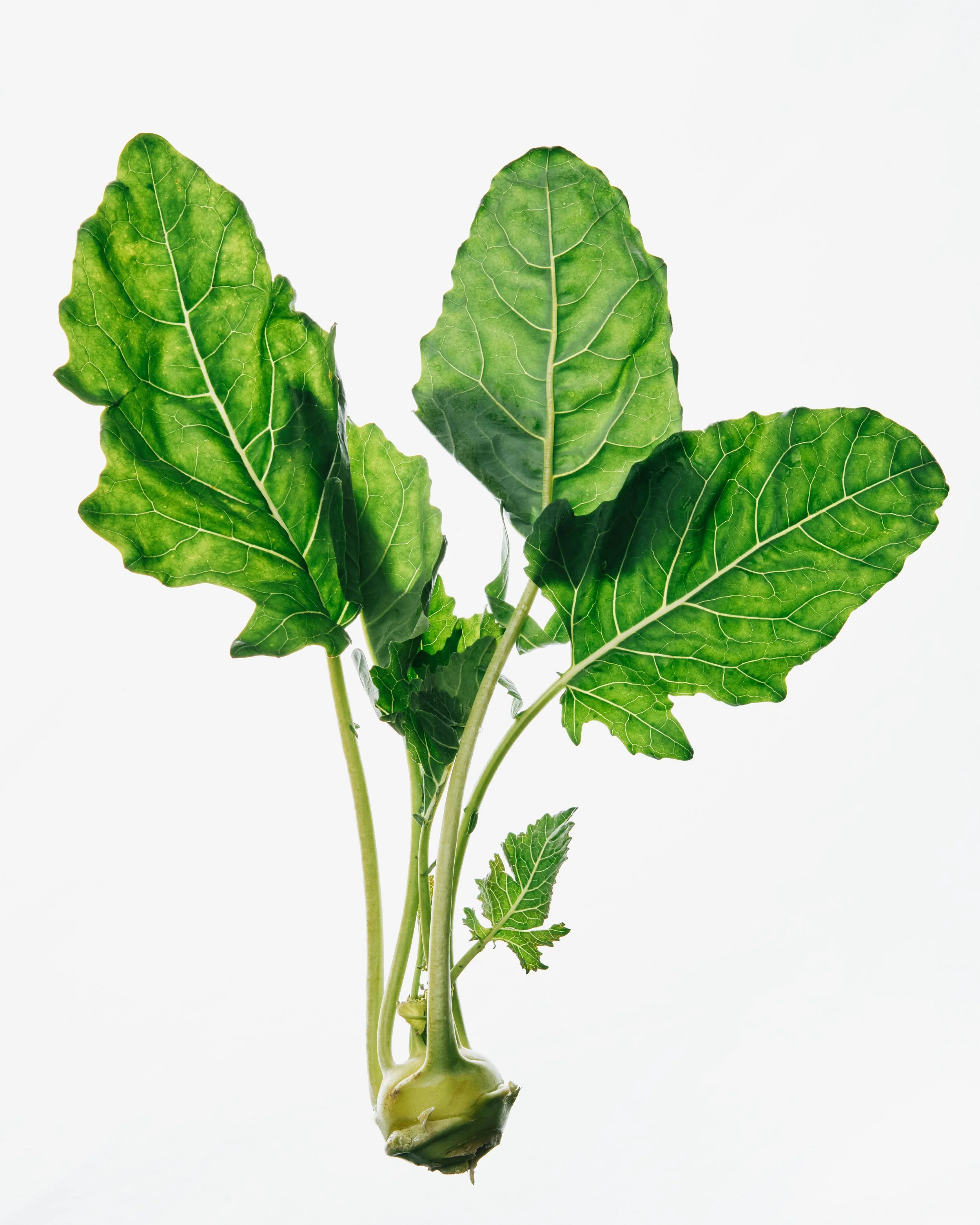 kohlrabi_INSET_V1_010826_14032_VOG_final.jpg