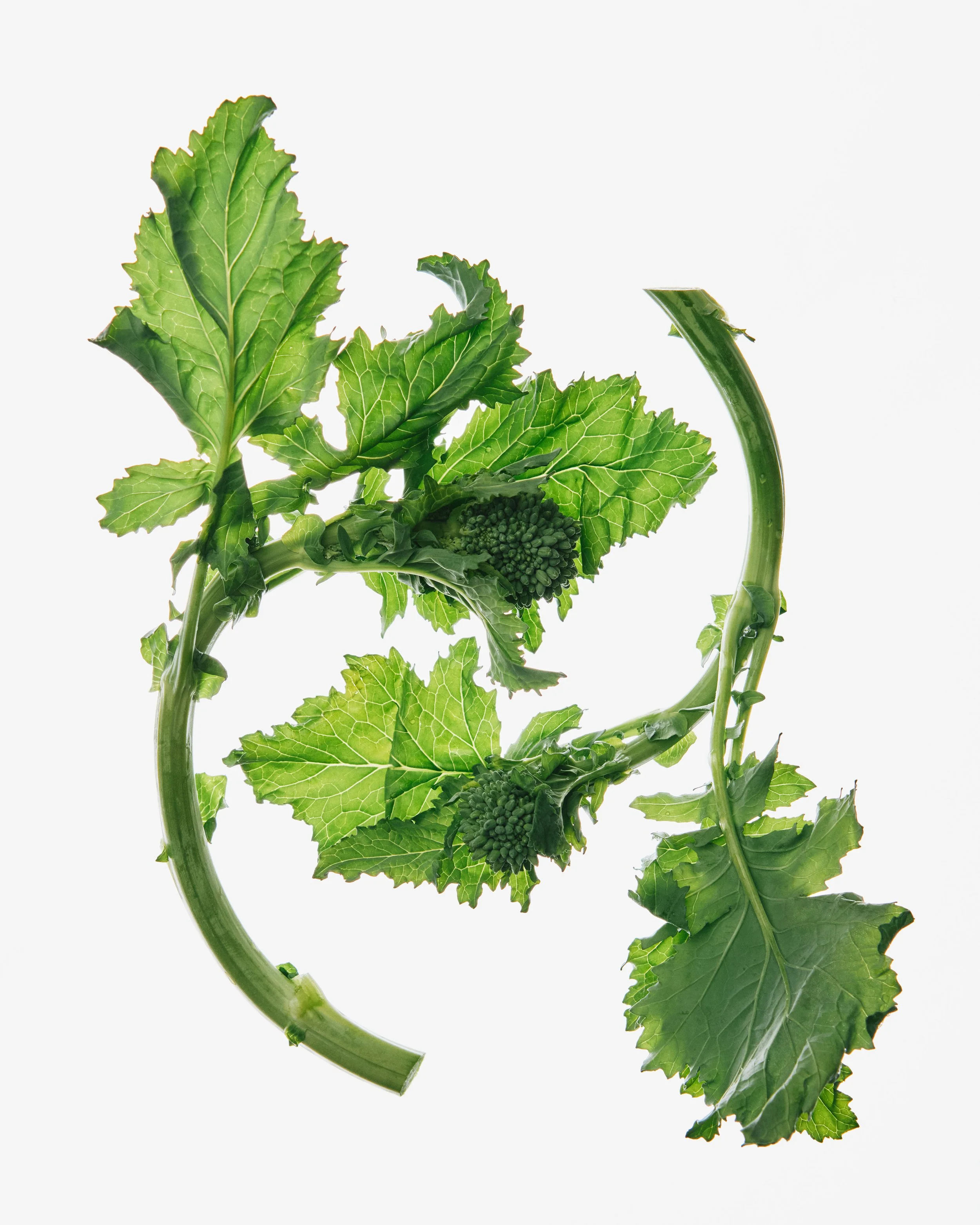 broccoli-rabe_INSET_V1_010826_14049_VOG_final.jpg