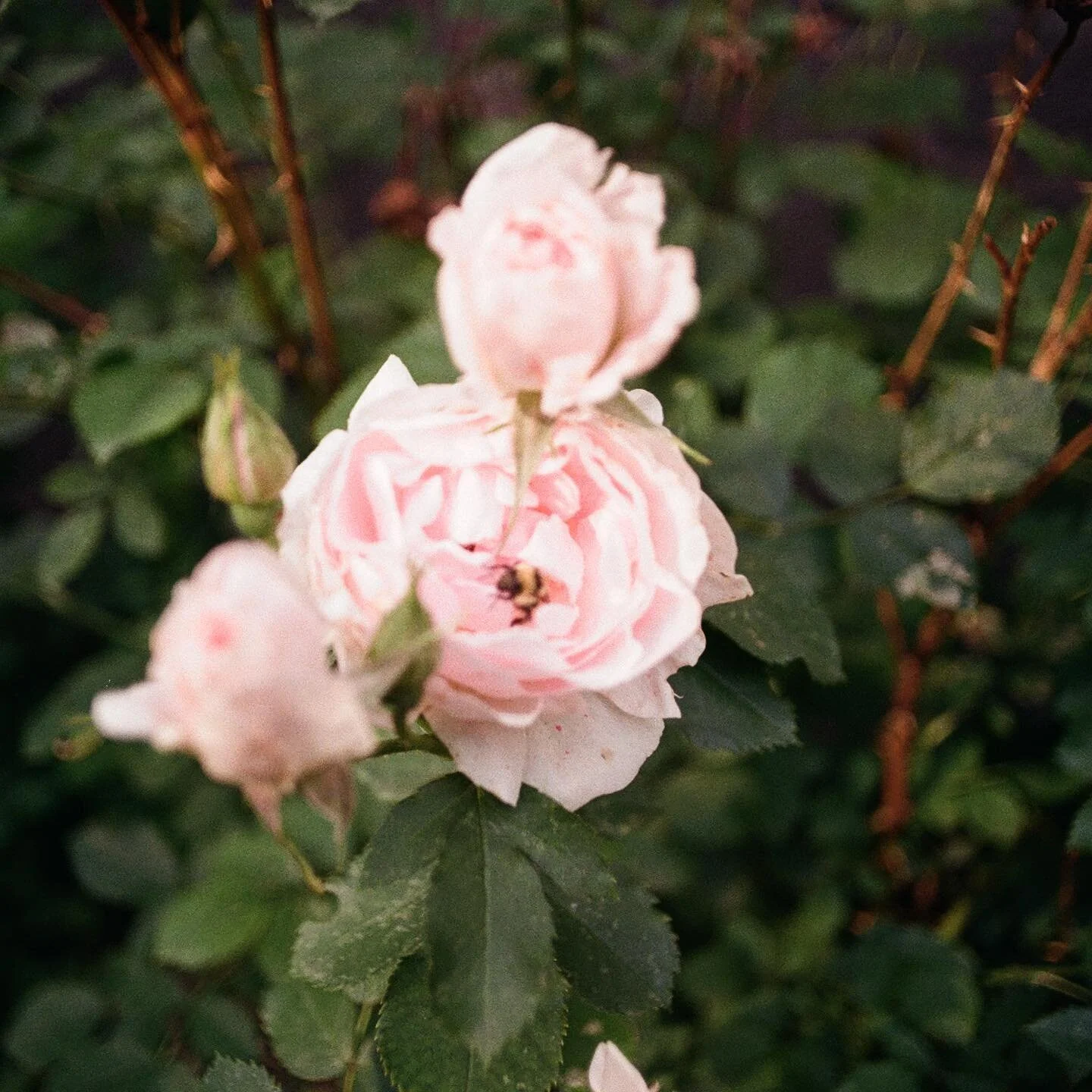 Somethin&rsquo; about film 😌🐝

#film #filmphotography #photography #wildnature #photographers #filmcamera #35mm #35mmfilm