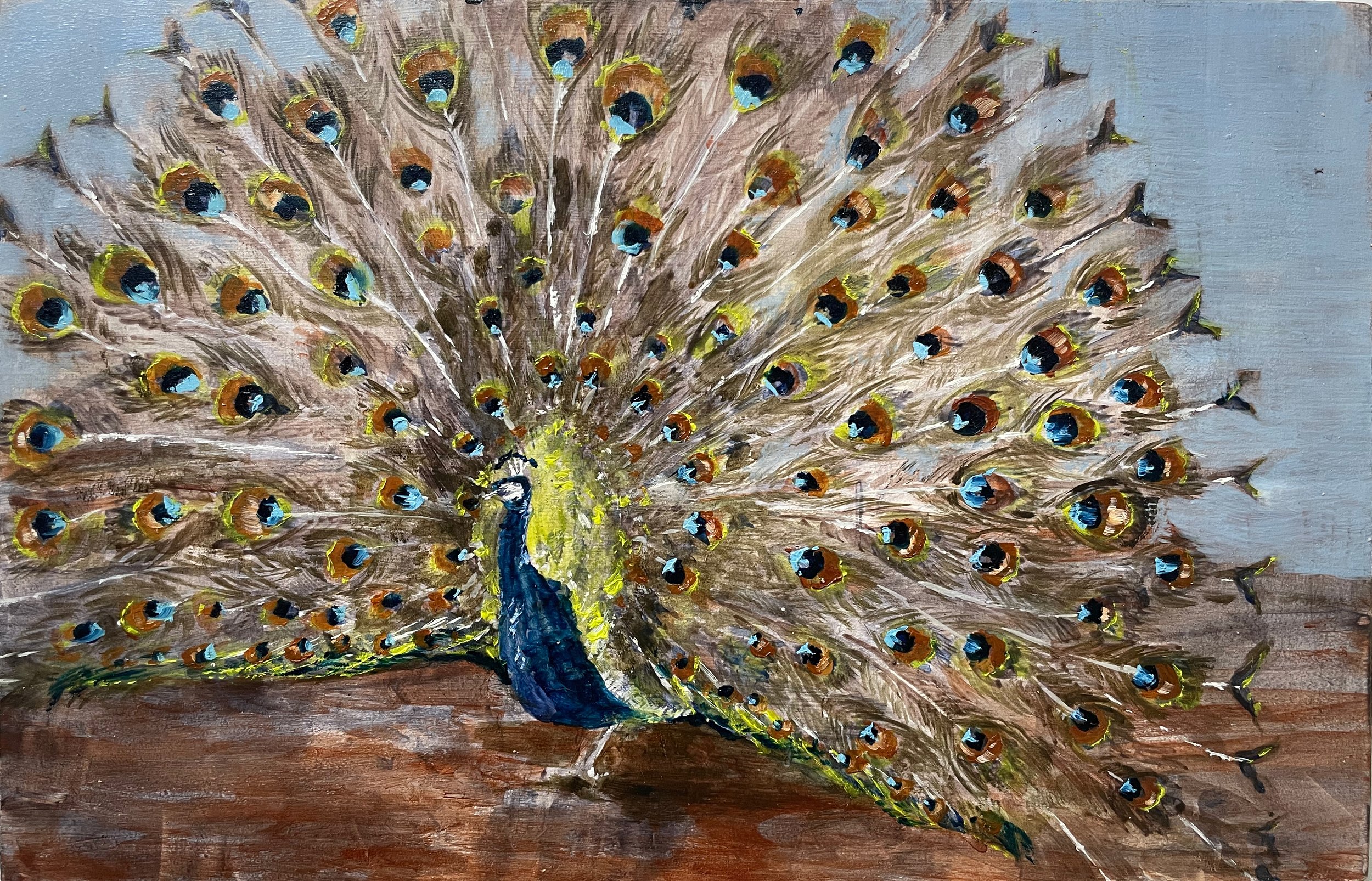 peacock tail