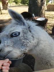 alpacas 1.gif