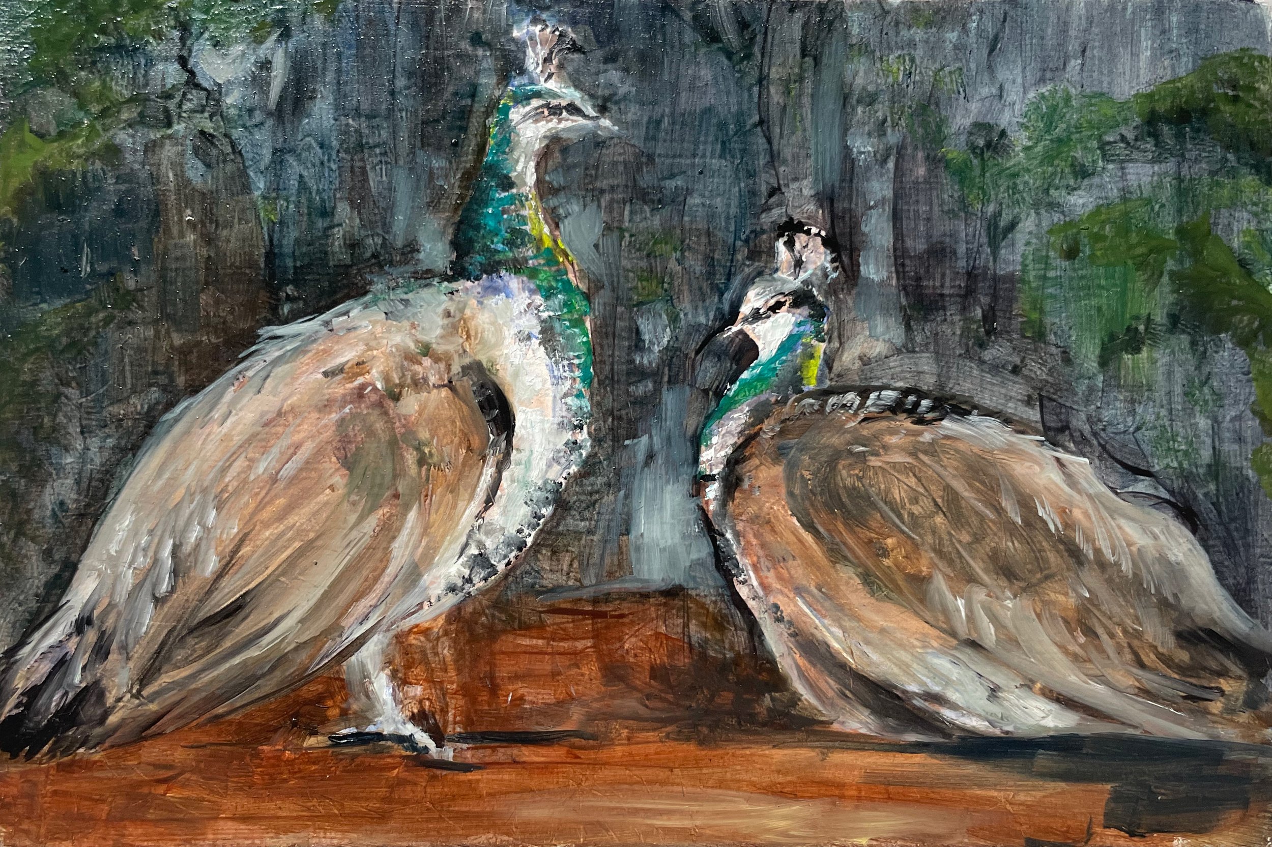 peahens