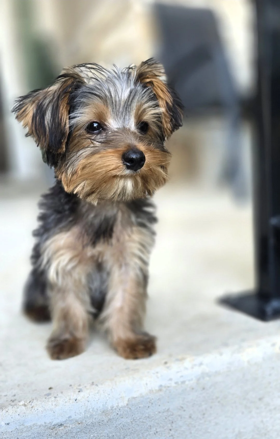 Austin the Yorkie — official mascot and Director of Vibes at Stellar Interiors by Teouna Austin Texas