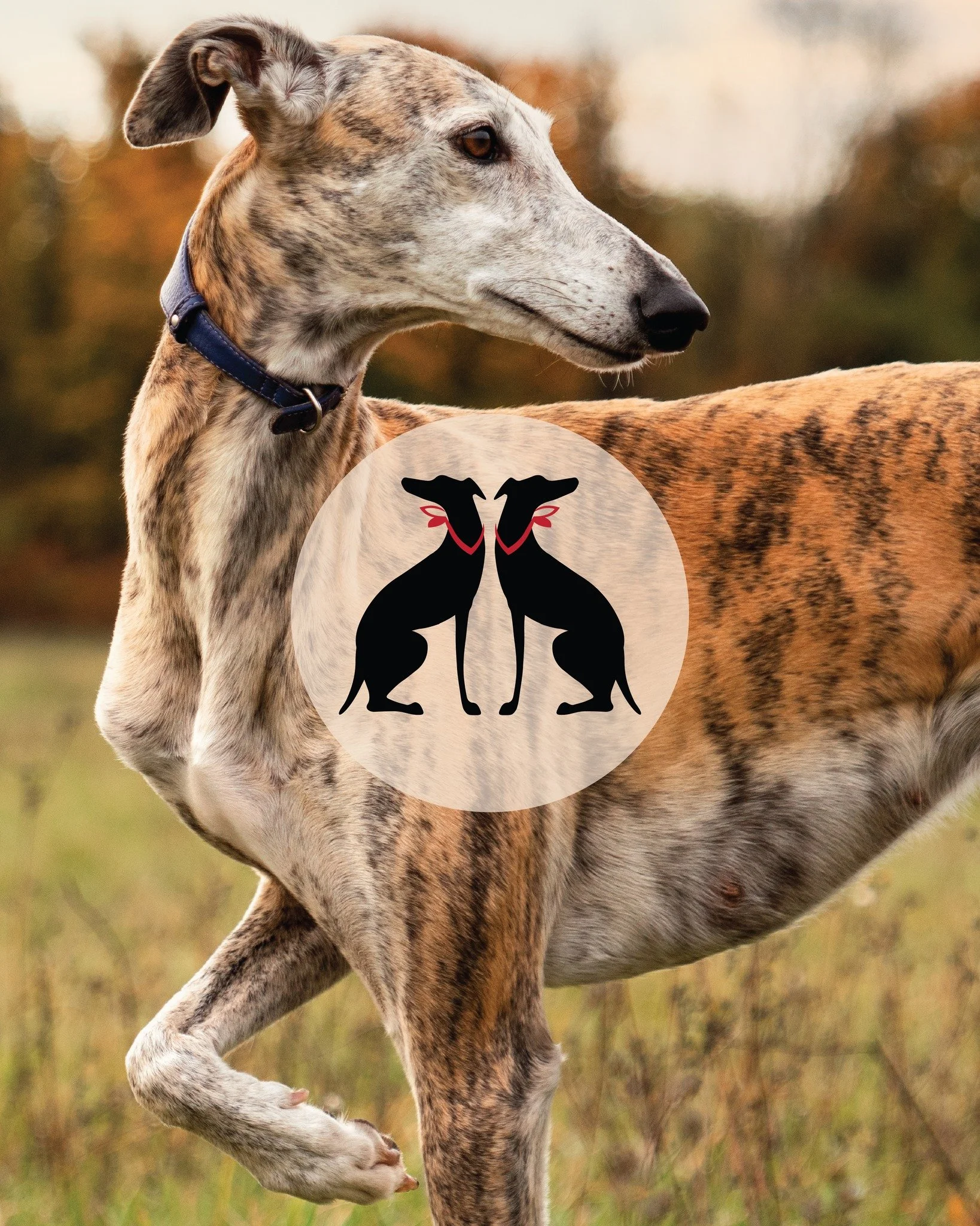 Form finds its letter
[ 24/26 #X ]