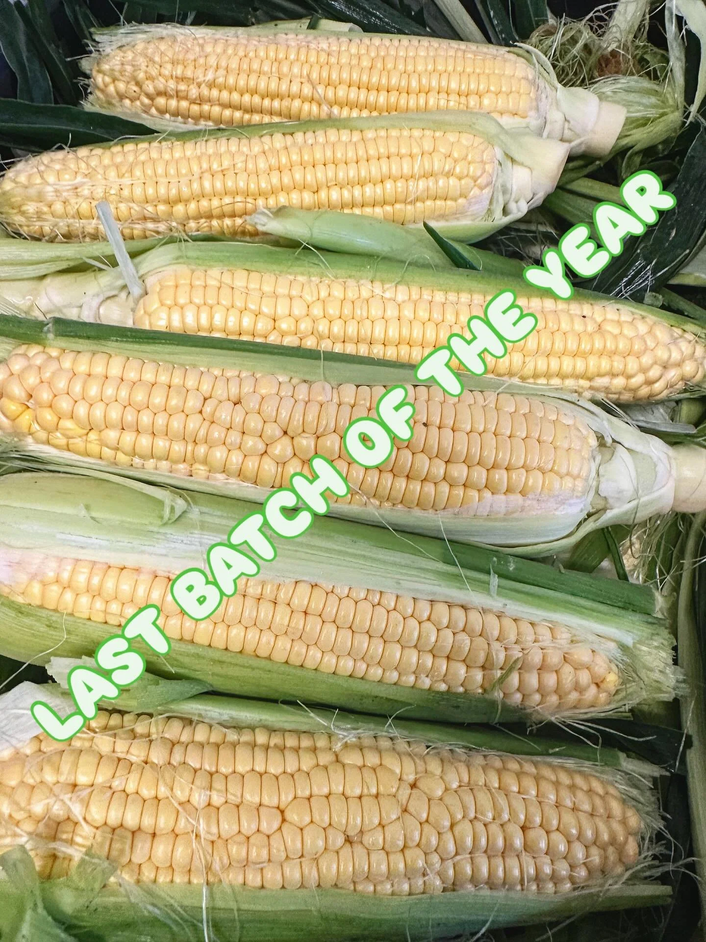 We&rsquo;re churning our last batch of Elote for the year!!! 
The season always comes so fast and we are so grateful for all of you who we see weekly to get your elote fix. 
We will roll our scoops until she&rsquo;s all said and done. 
Pints availabl