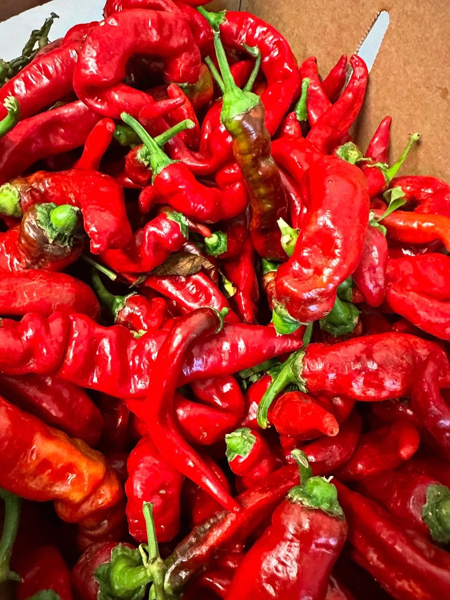 🌶️🌽Hang on to summer with our newest flavor.🌽🌶️

ENDLESS SUMMER 

@full_belly_farm sweet Jimmy Nardello peppers infused into cream cheese ice cream with chunks of house made cornbread bites. 

Like a jalape&ntilde;o popper wiped out on a dessert 