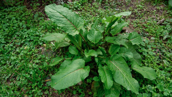 Sour dock - medicinal herbs