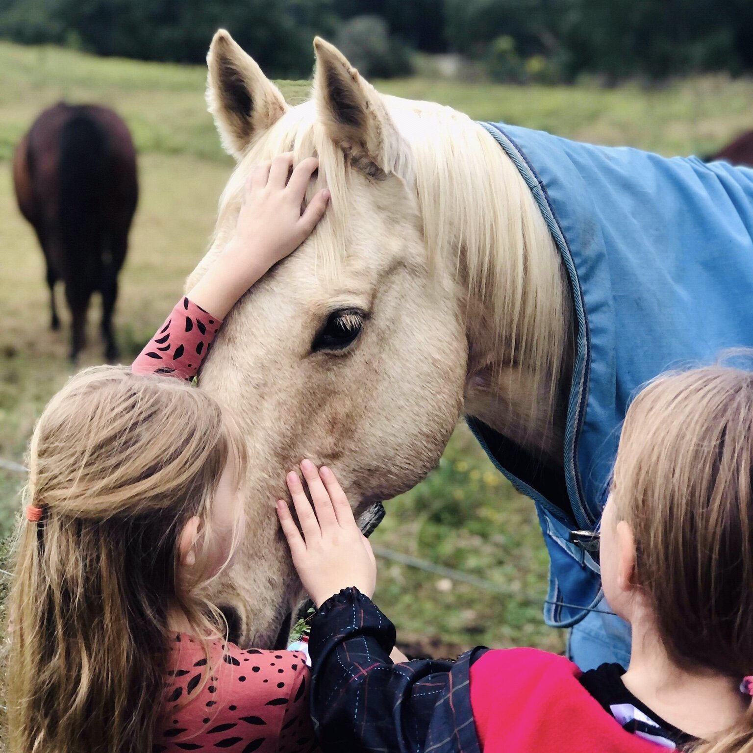 One with Nature conscious Connections horse lover nature lover play mindfulness meditation breathwork loving kindness .jpg