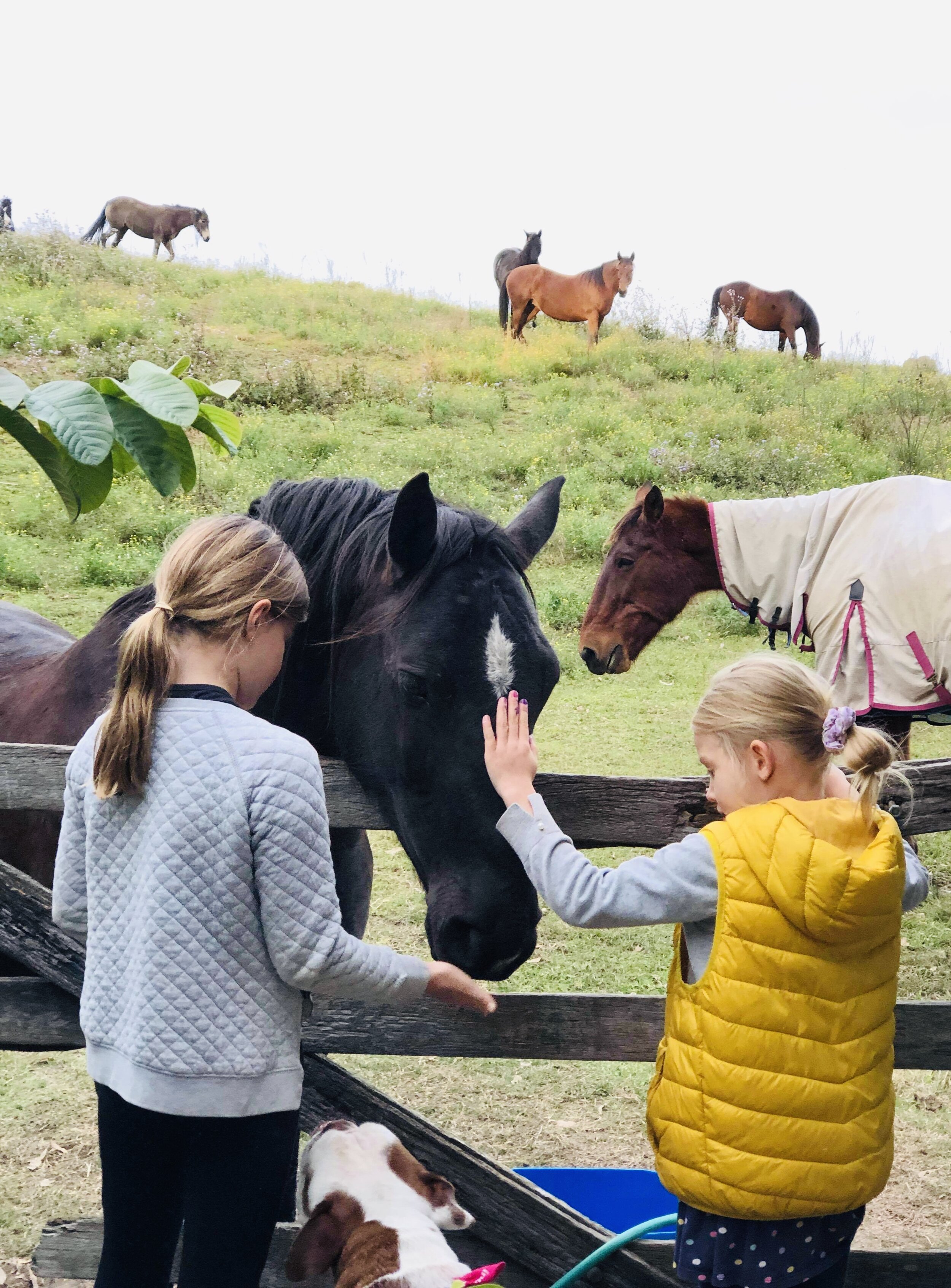 Breathwork meditation cacao ceremony mindfulness Love Connection loving kindness woman’s circle sacred sisters one with nature conscious Connections horse lover nature lover 33211.jpg