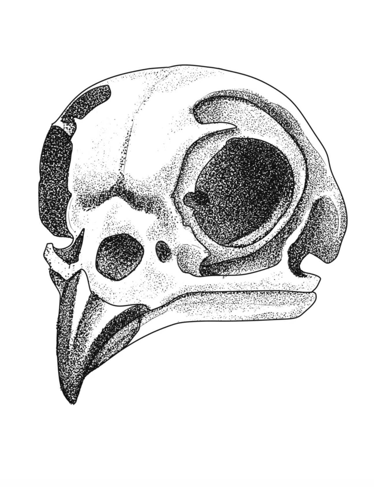 Owl Skull