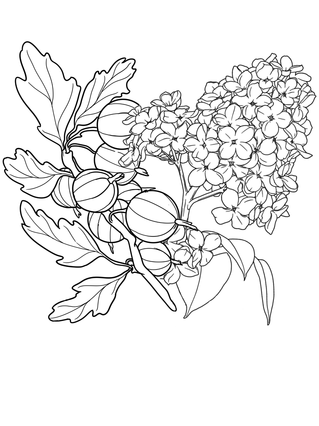 Lilac and Gooseberries