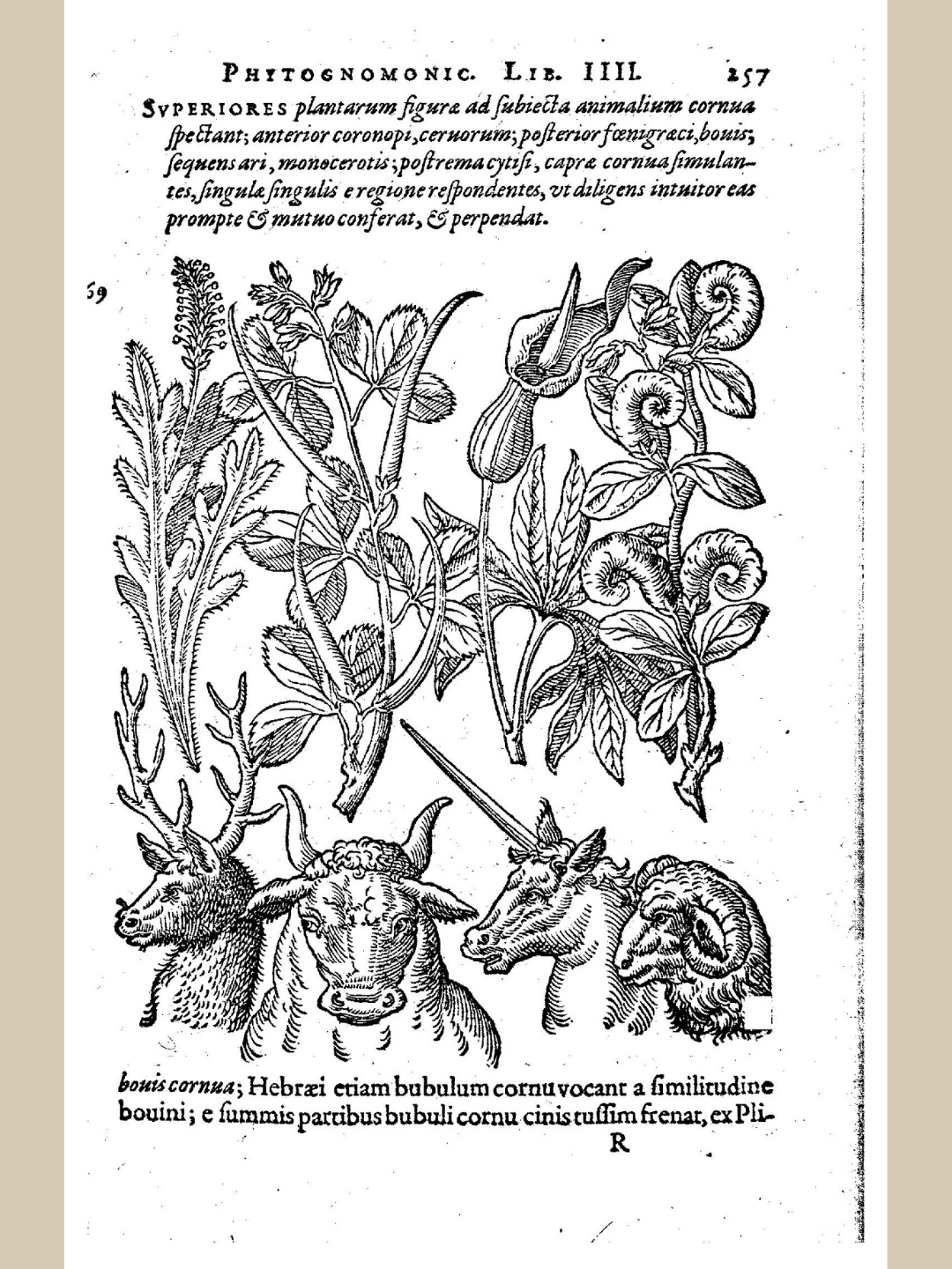 Giovanni Battista Della Porta, Plantes Exhibant La Forme De Dents