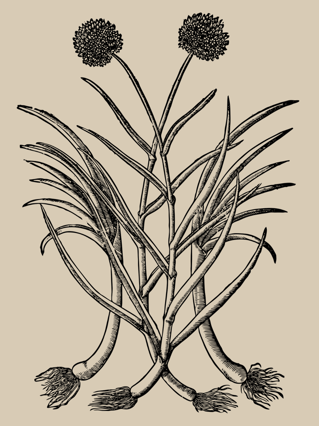 Pietro Andrea Mattioli: Porrum commune