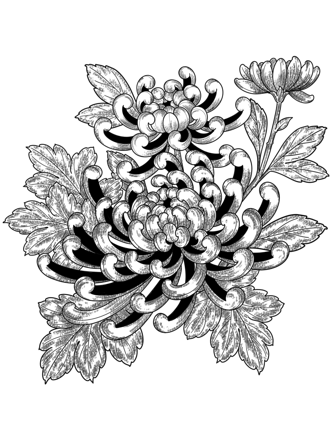 Chrysanthemum 2