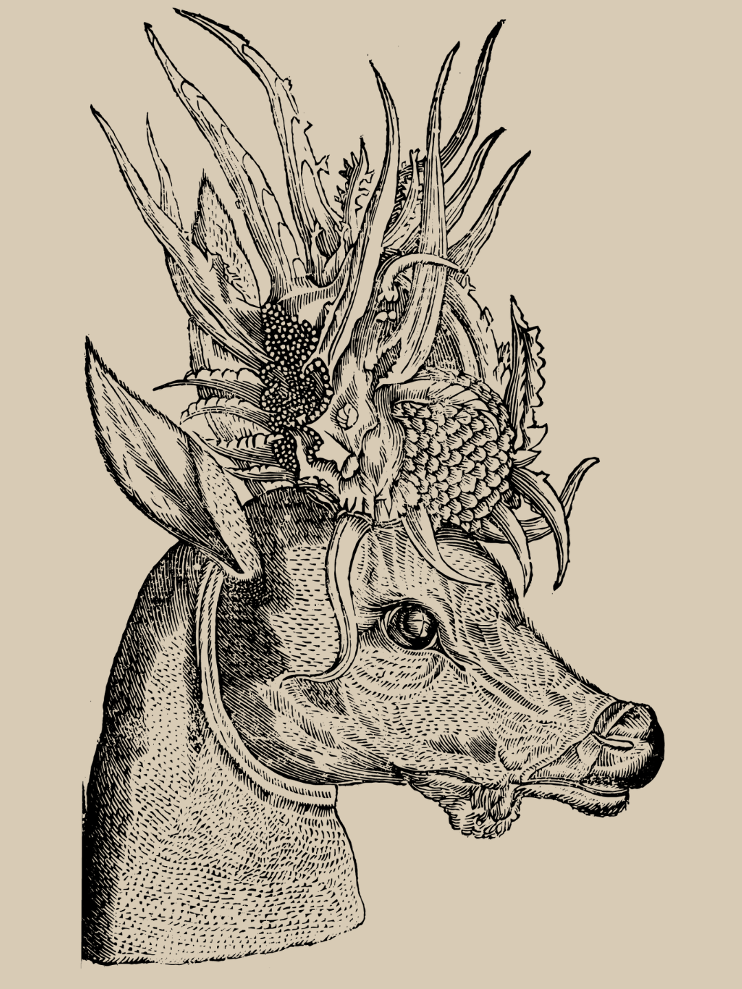 Capreolus Polyceros, Ulisse Aldrovandi