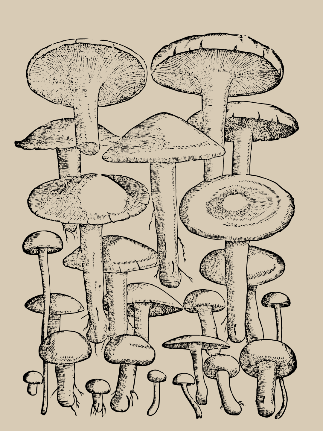 Mushrooms by Pietro Andrea Mattioli