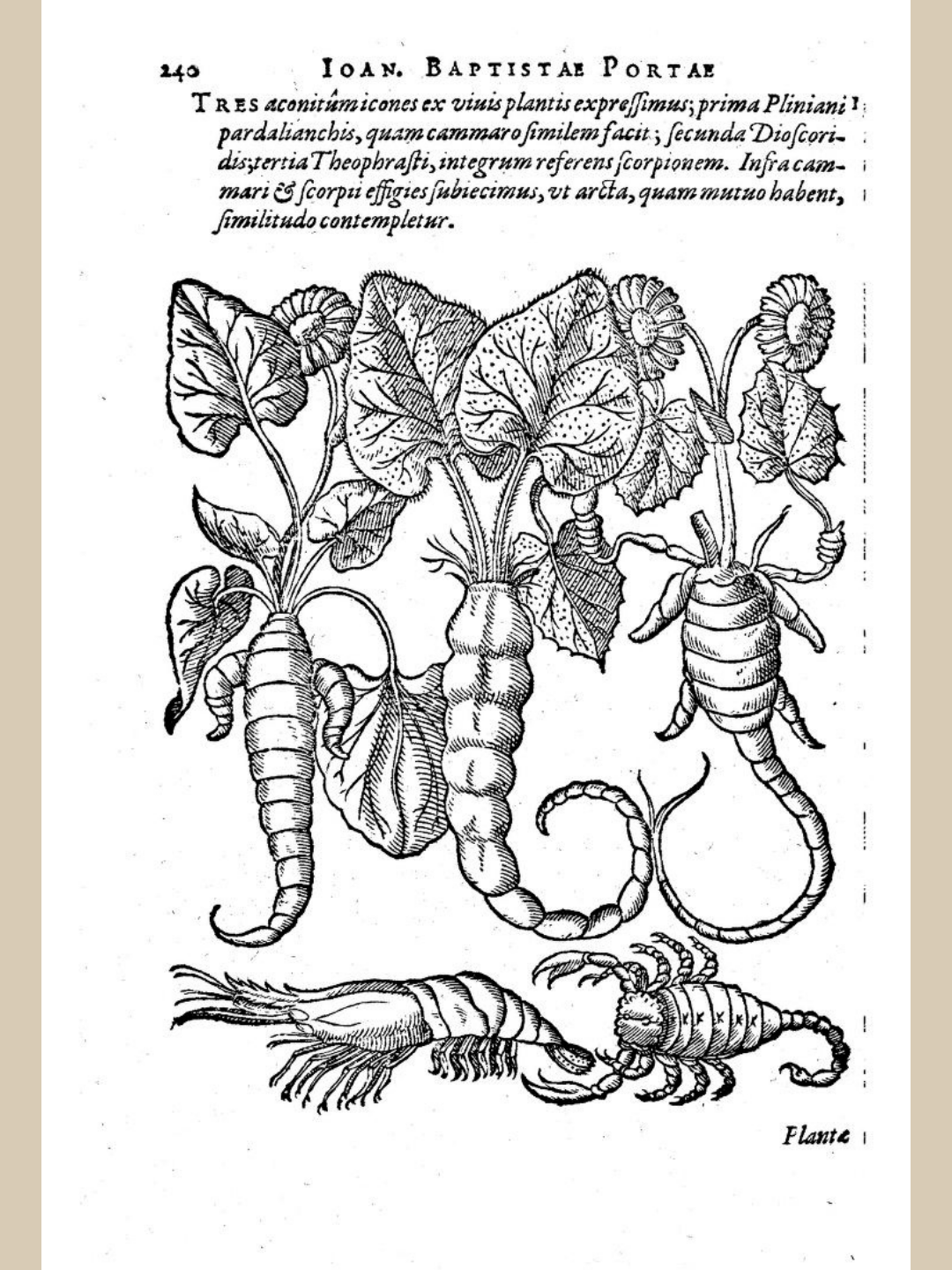 Giovanni Battista Della Porta, Plantes Exhibant La Forme De Dents