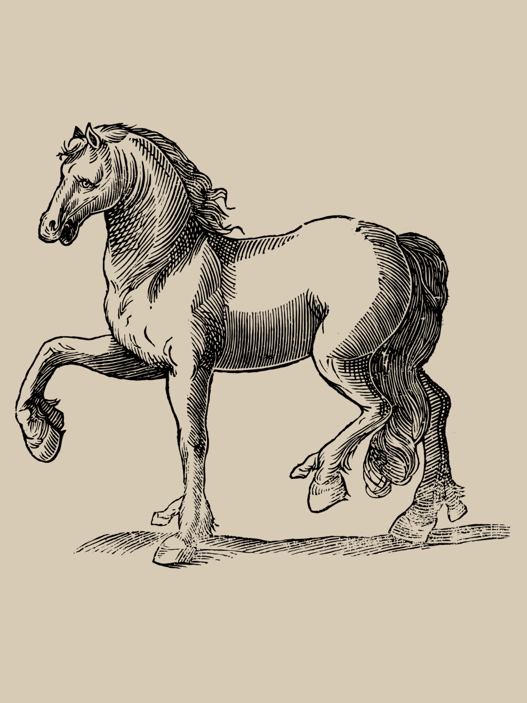 Horse with Extra Hoof