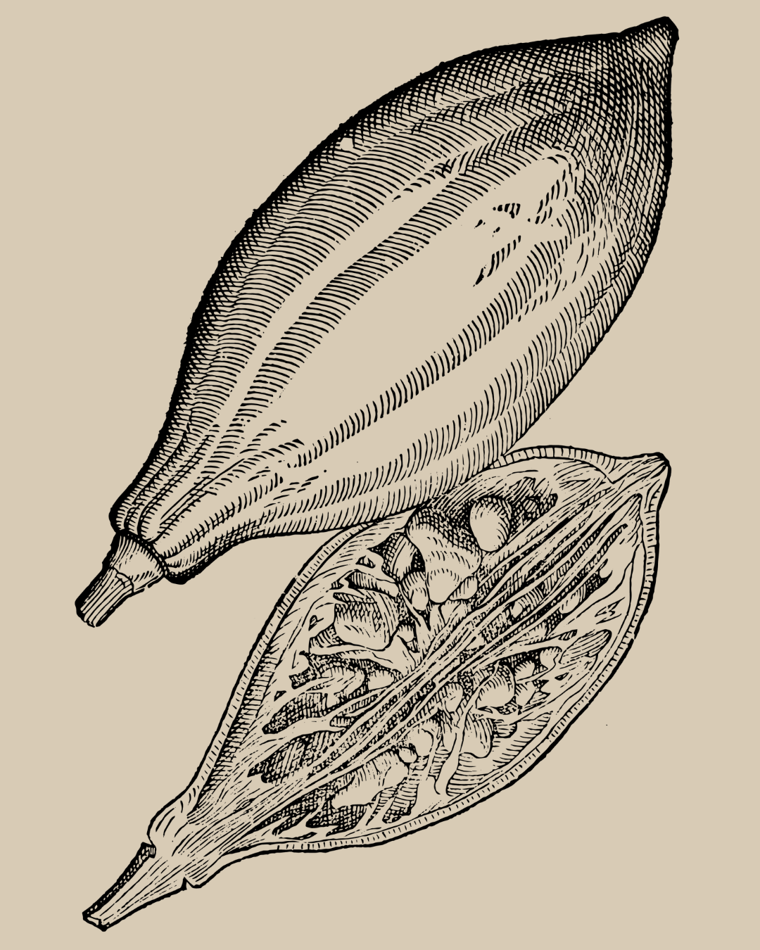 De plantis Aegypti liber by Franciscus de Francisis