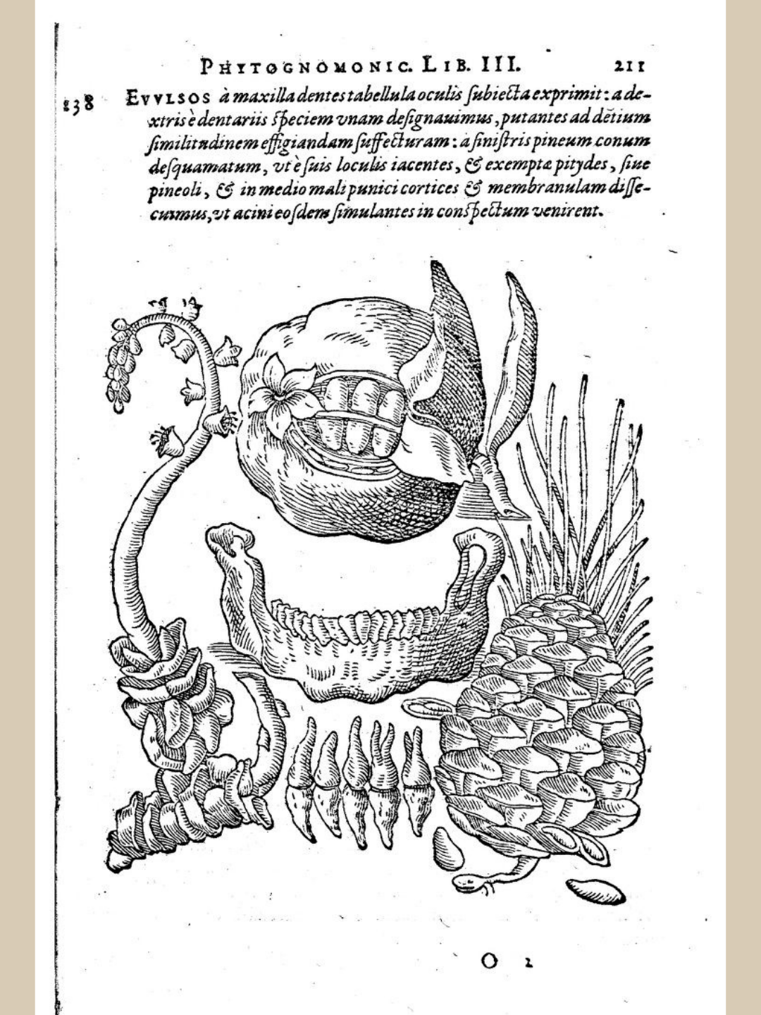 Giovanni Battista Della Porta, Plantes exhibant la forme de dents