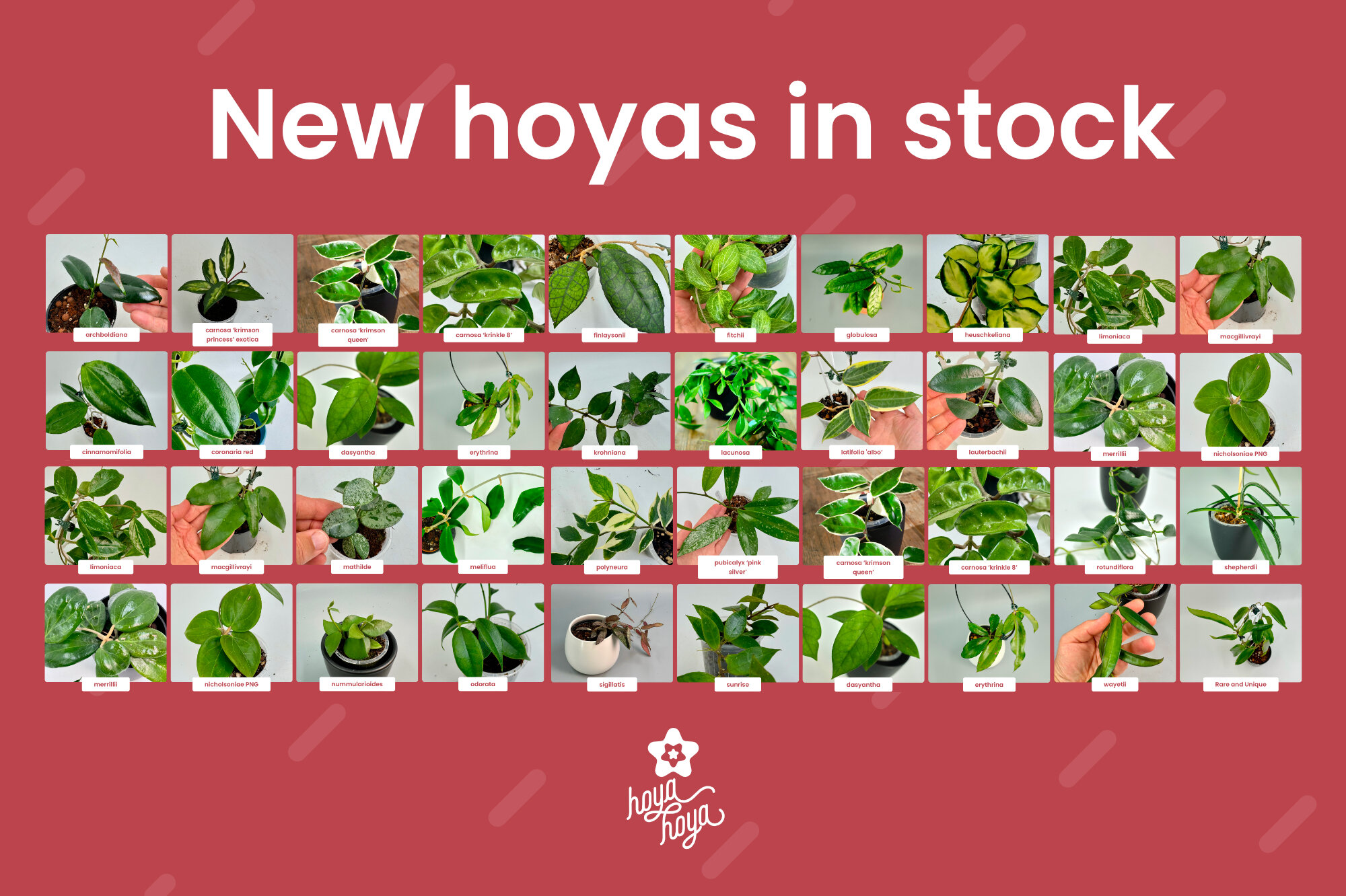 Hello hoya lovers!

It's been a fantastic summer in the nursery. We've seen dozens, if not hundreds, of blooms over the new year - the smell of the nursery is a delight to walk into every day.

And we've been busy! We have loads of new hoyas in stock