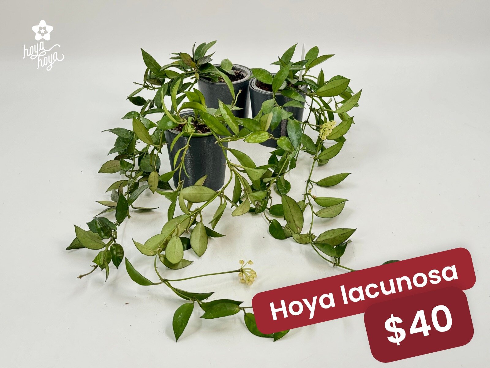 Hello hoya lovers! Happy Wednesday.

We have a number of stunning, growing, blooming hoya lacunosa available - just $40 each! 

These photos were taken today - the photos in the shop were taken a couple of months ago - they're now bigger and about to