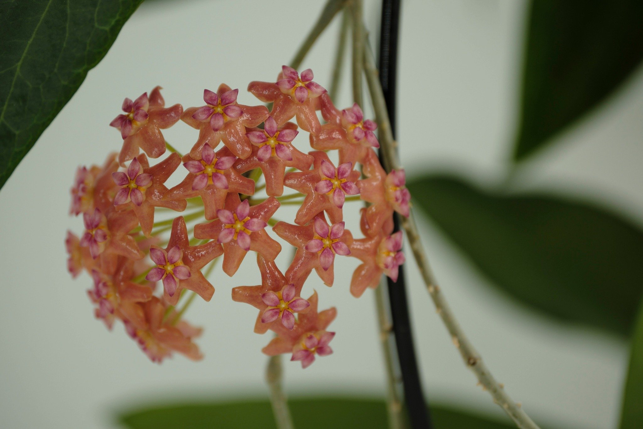Hello hoya family!

It's amazing that it's mid April and we're still seeing so many wonderful blooms. This week we saw Hoya bordenii come out with this stunner!

Bordenii is a very nice hoya native to the Philippines. Its leaves are hard-ish with cle