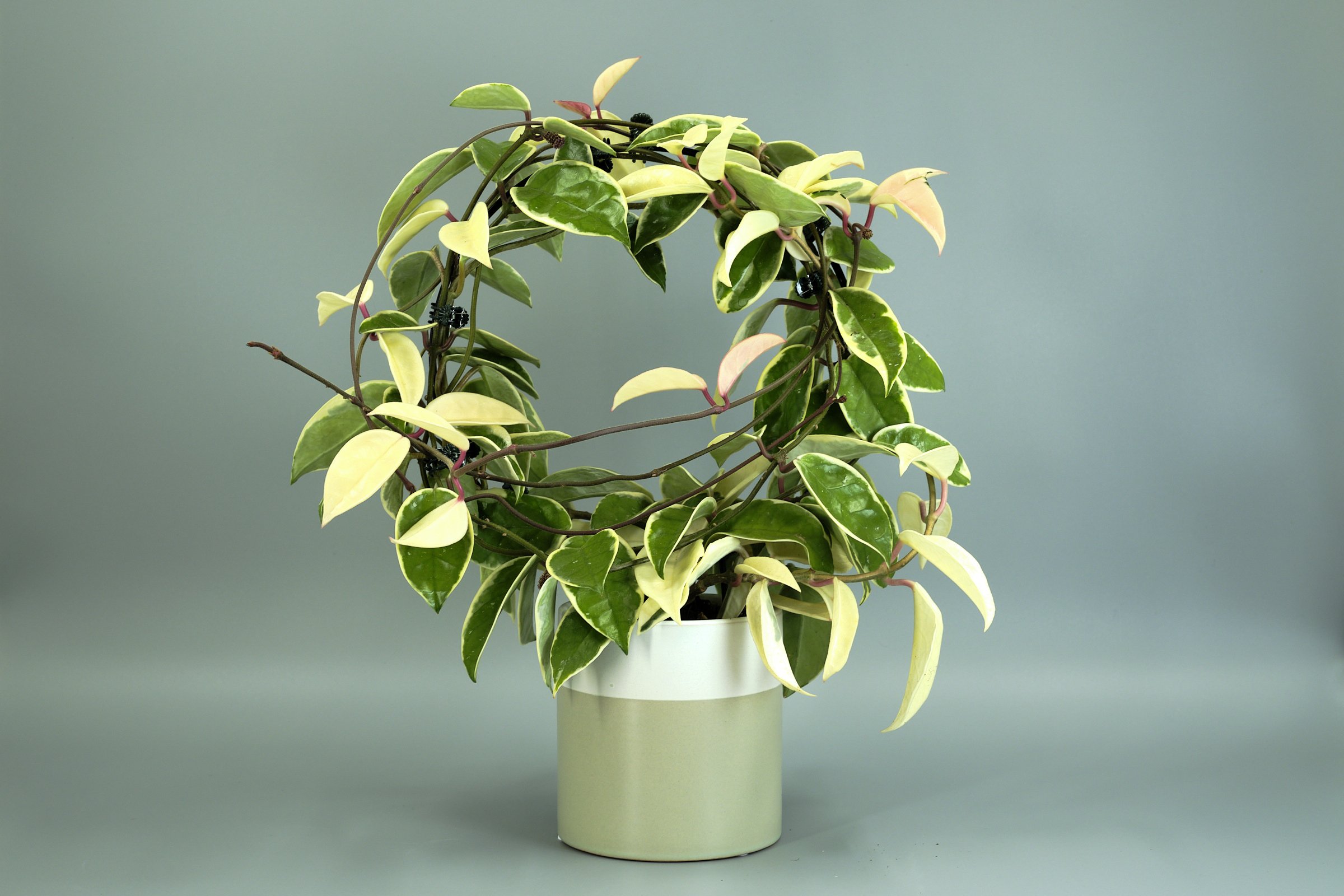 neve-sage-12cm-hoya-2.jpg